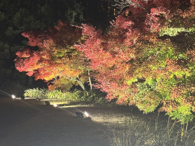 【京都旅行】今年の秋に紅葉見るならここ！！🍁