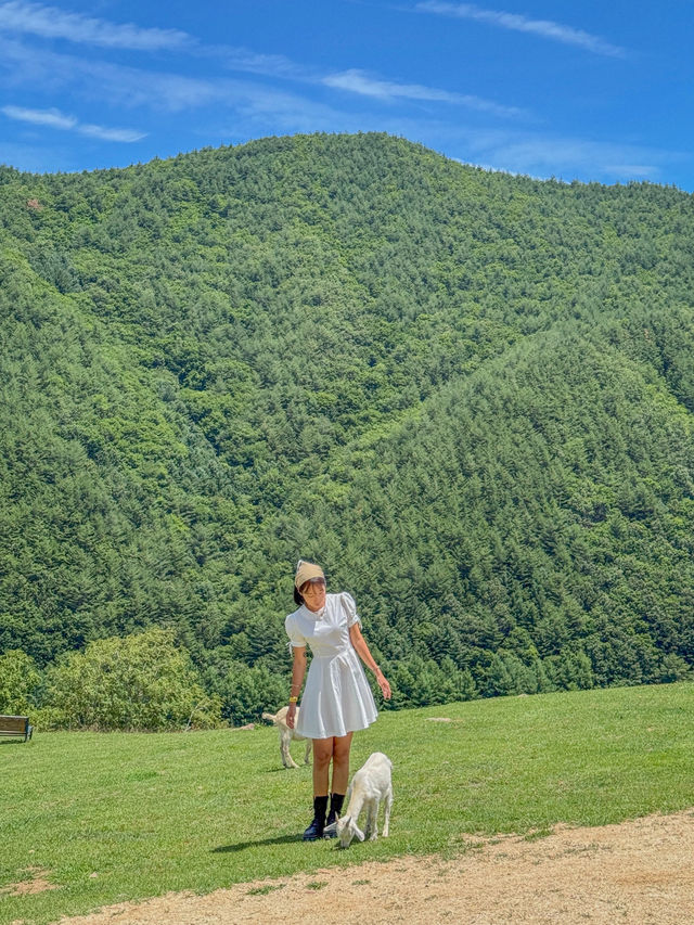 💚여름 스위스가 생각났던 태백의 몽토랑 산양목장🐏