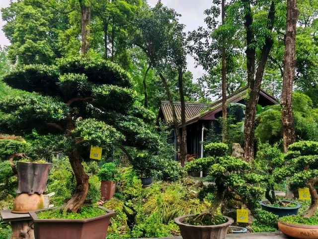People's Park – Chengdu’s Living Room