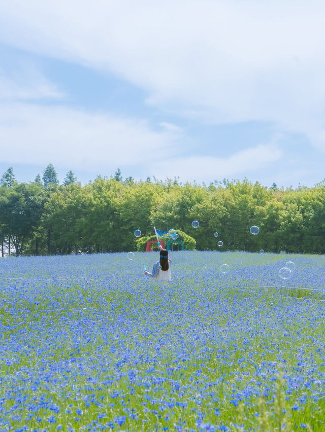 (실시간) 파란 물결 시작된 아그로랜드🌿💙