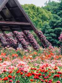 Romantic Rose Trails of Shanghai | A Dreamy Stroll in Binjiang Forest Park 🌹☀️