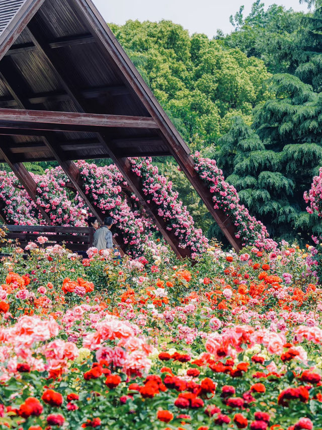 Romantic Rose Trails of Shanghai | A Dreamy Stroll in Binjiang Forest Park 🌹☀️