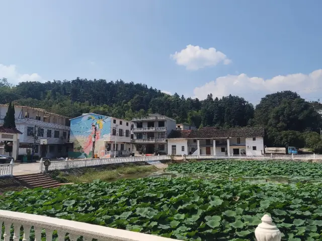 Osmanthus Spring 🌼