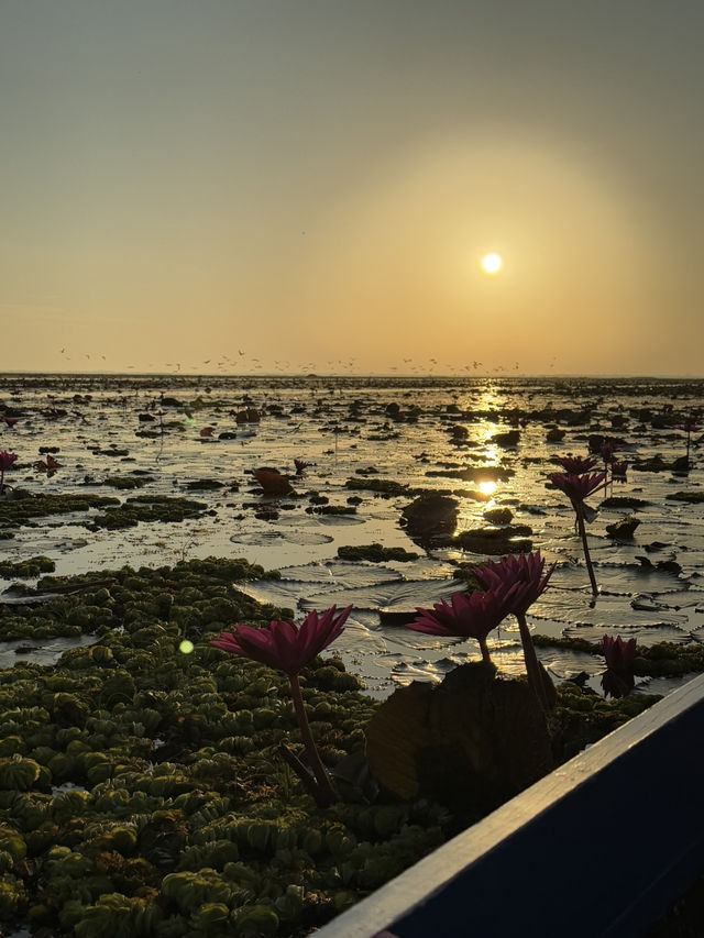 A Soulful Escape to Thale Noi, Phatthalung 🇹🇭