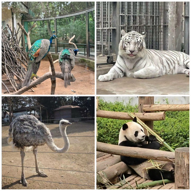 【中国/青島動物園】