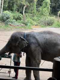 maetaeng elephant park