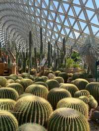 It's a cactus wonderland at Shanghai Botanical Gardens