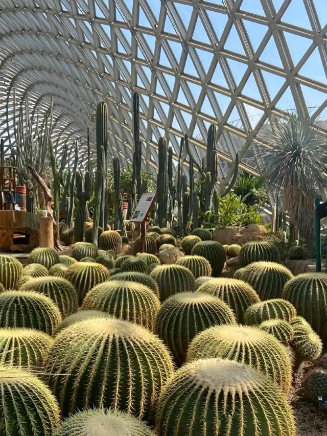 這是上海植物園的仙人掌奇境。