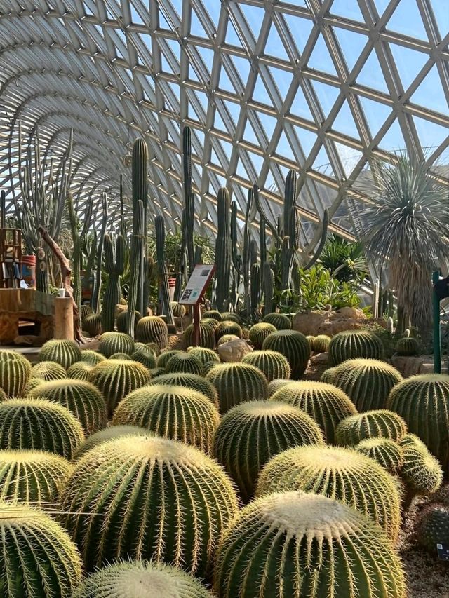 It's a cactus wonderland at Shanghai Botanical Gardens