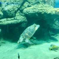 名古屋港水族館：海洋奇觀之旅 🐬