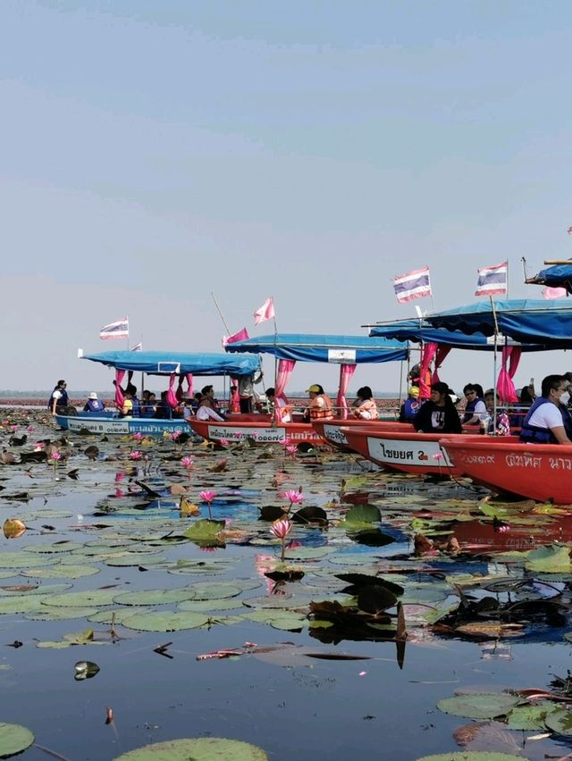 🪷Red Lotus Sea, Udonthani 🇹🇭 🪷Red Lotus Sea, Udonthani 🇹🇭