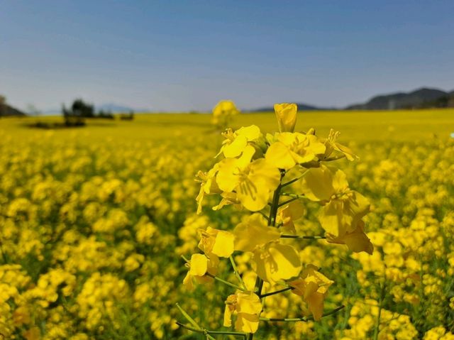 Luoping - Sea of Rapeseed Flowers in Yunnan. Luoping - Sea of Rapeseed Flowers in Yunnan.