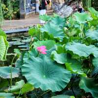 Green Lake Park (Cuihu Park) – Kunming