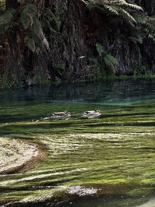 Blue spring in New Zealand 