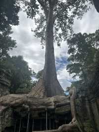 Giant roots and a magical place - Ta Prohm Temple