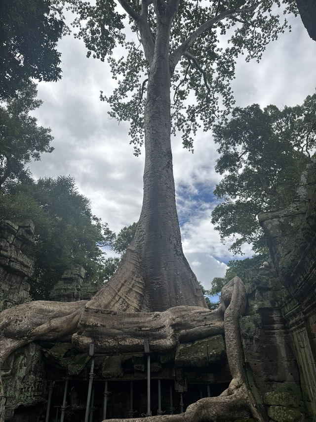 Giant roots and a magical place - Ta Prohm Temple