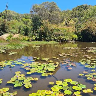 Meulwater Botanical Garden – Paarl’s Mountain Garden Sanctuary