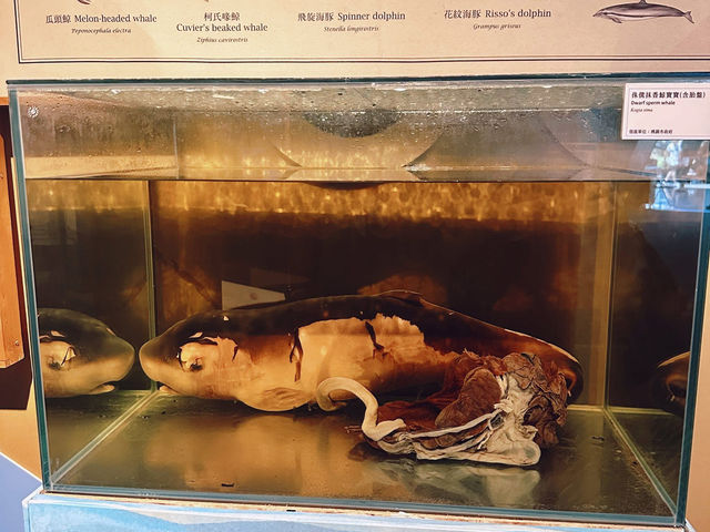 蘭陽博物館