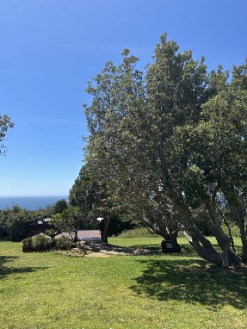 🐋 무료 고래 관찰 플랫폼 - 제링공 고래 관찰 플랫폼 - 해안선의 트리오