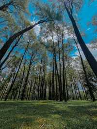 ธรรมชาติโอบกอดที่สวนสนแม่แตง🌲
