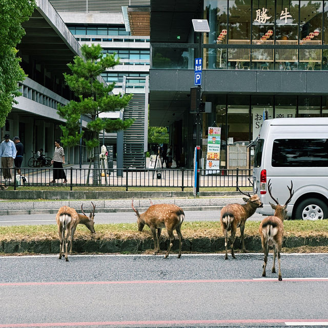 사슴과 함께하는 일본의 전통 여행, 나라 공원