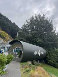 ไปดูนกกีวี่ ไอคอนของนิวซีแลนด์ตัวจริงที่ Kiwi Park