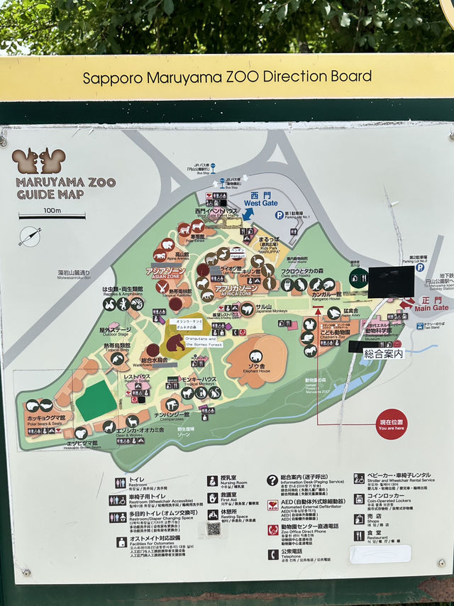 ✨Maruyama Zoo สวนสัตว์ที่เดินทางง่ายใน Sapporo✨