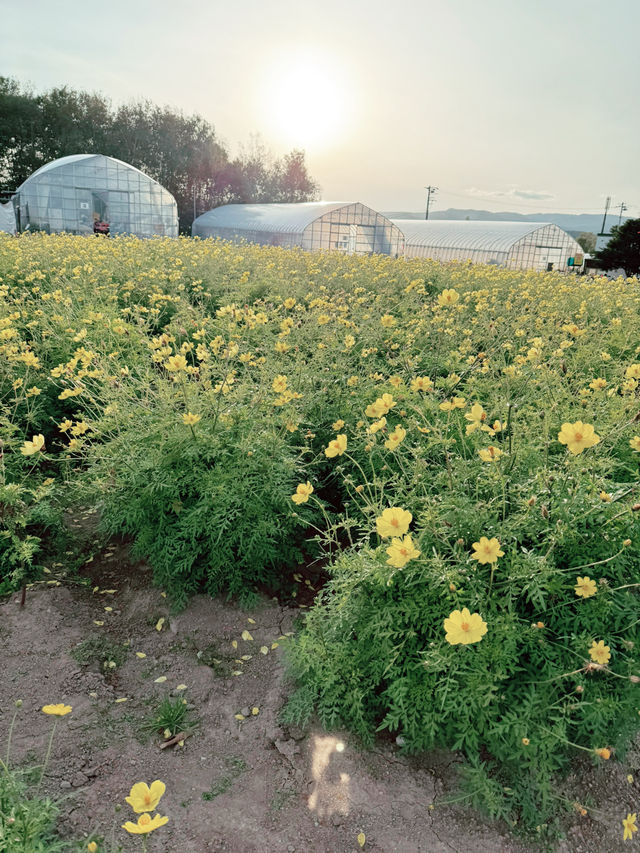 四季彩之丘係北海道美瑛町最夢幻嘅花海景點之一，春夏秋冬都靚到唔似真！🌸🌻❄️