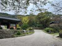 감탄했던 용문산 계곡 그리고 용문사🍁