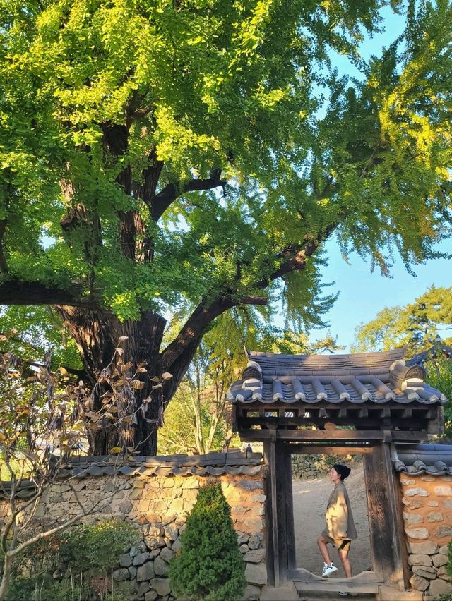 가을이 오면 꼭 가야할 은행나무명소💛