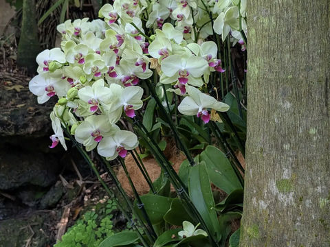 Fairchild Tropical Botanic Garden