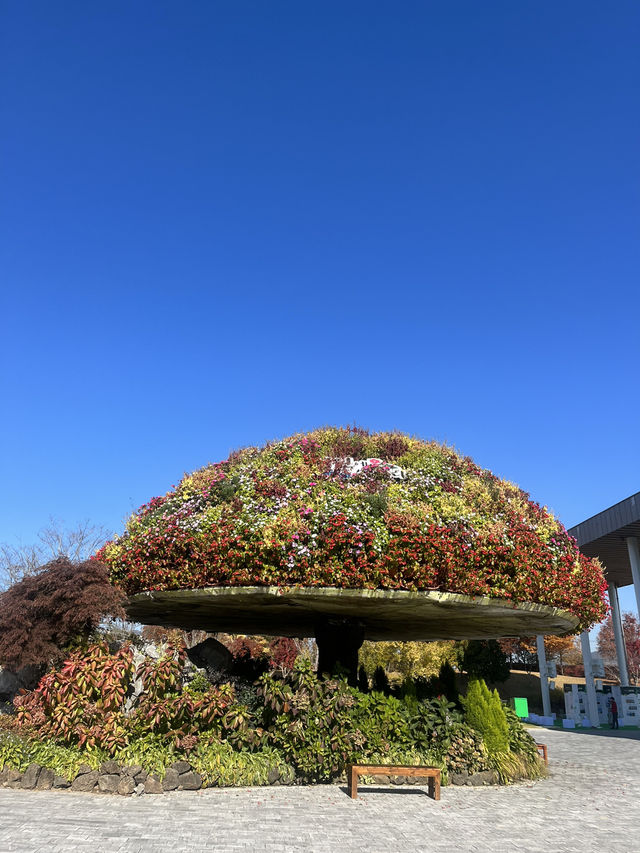 가을을 만끽할수있는 너무 아름다운 순천만국가정원!🍁🍁