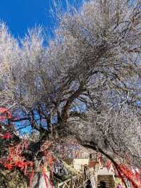 The Divine Tree "Sea-Calming Needle": A Wellspring of Energy
