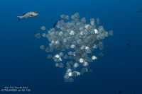 Tubbataha Reef - Tubbataha dream