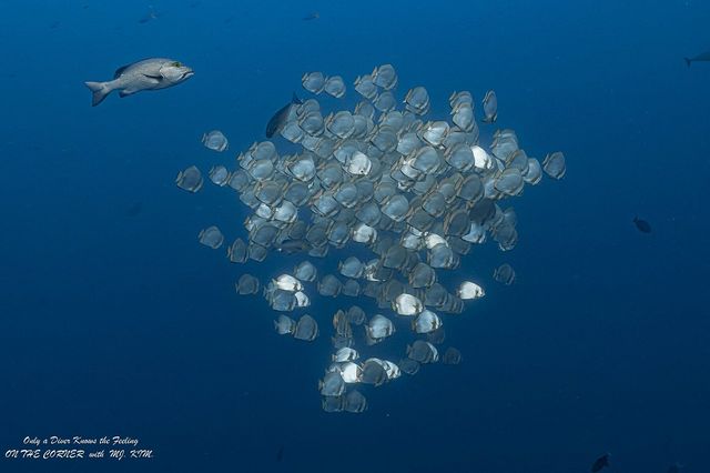 Tubbataha Reef - Tubbataha dream