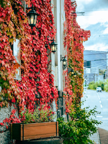 Autumn Vibes🍁in Otaru, Hokkaido Autumn Vibes🍁in Otaru, Hokkaido