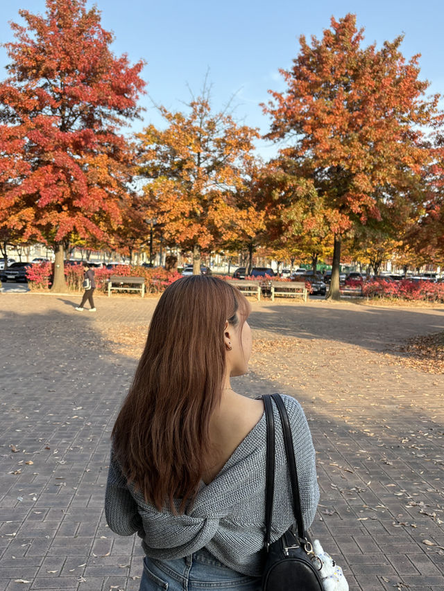 가을 단풍으로 물든 상암동 평화의공원 반려견 산책하기 좋은 곳🍁