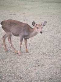 Fairytale Quebec🍁