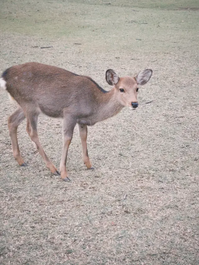 Fairytale Quebec🍁
