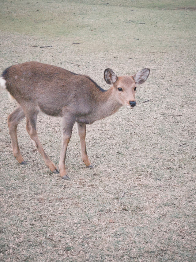 Fairytale Quebec🍁