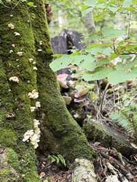 日本青森奧入瀨溪流