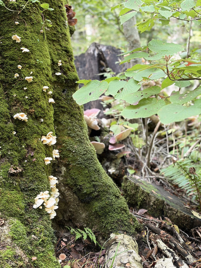 日本青森奧入瀨溪流 日本青森奧入瀨溪流