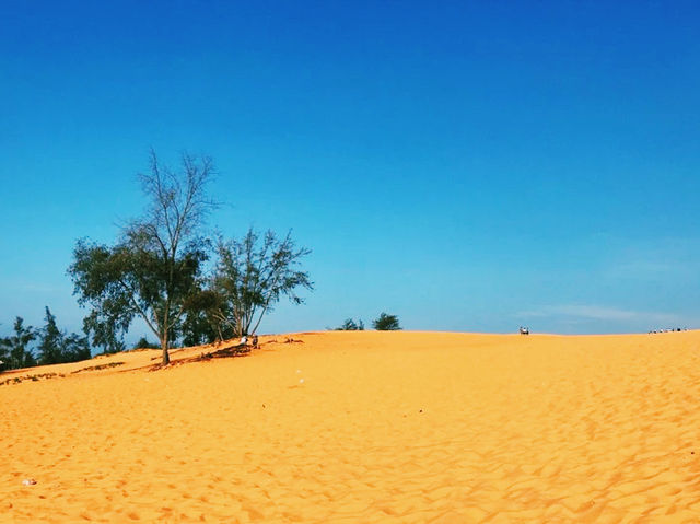 越南🇻🇳紅沙丘 越南🇻🇳紅沙丘