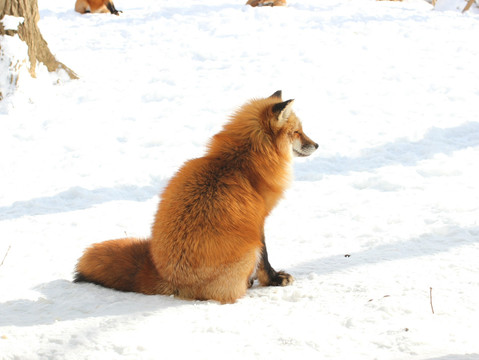 Zao Fox Village in Sendai | Trip.com Shiroishi