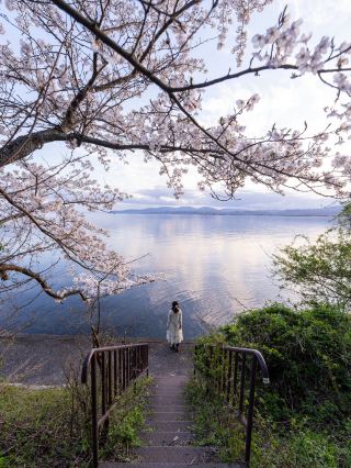 "Kaizu Osaki": The Cherry Blossom Spot 99% of Shiga Residents Know.