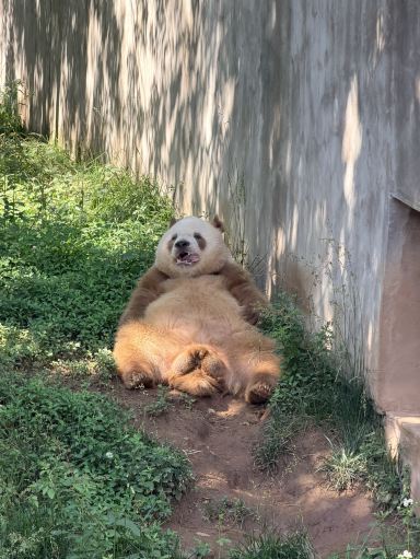 Let's go to Xi'an, China to meet the world's only brown panda