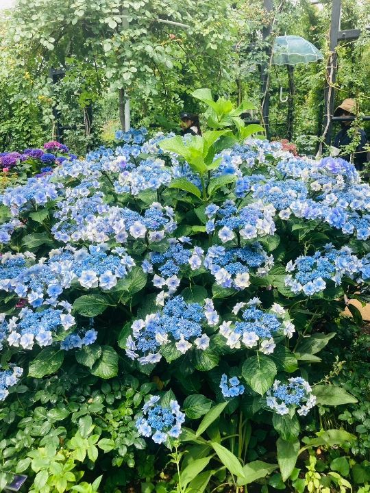 A Hydrangea-Viewing Trip to Visit in June [More Than Just Roses