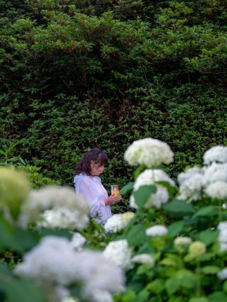 A limited-time light-up event for four days only?! 10,000 hydrangea plants in full bloom at Mimuroto-ji Temple's hydrangea garden.