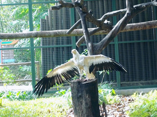 #localrules  

Discover Singapore’s wild side at Mandai Wildlife Reserve 🦁🌿 Get ready for up-close encounters, lush landscapes, and a day that feels like you’re on a nature adventure right in the city.

Top Spot to Visit: Mandai Wildlife Reserve  
Address: 80 Mandai Lake Rd, Singapore 729826  
Admission: 200 SGD  
Opening Hours:  
· Jan 1–Feb 4: 08:30–23:59 (last entry 23:15)  
· Feb 5: 08:30–17:00  
· Feb 6–Dec 31: 08:30–18:00 (last entry 23:15)

Don’t miss the Night Safari if you’re visiting early in the year—the after-dark vibes are next-level cool and perfect for families or solo travelers looking for something a bit different. During regular hours, check out the Rainforest and River Wonders zones for a break from city life and Insta-worthy shots of exotic animals.

Travel Tips:  
Mandai Wildlife Reserve is spacious, so plan for comfy shoes and hydrate often—there are water refill stations, so bring your own bottle! Spot the shuttle buses at the main entrance; they make getting between exhibits super easy. Entry can be pricey, but it’s worth it for a full-day escape, and tickets are easiest to secure via trip.com for smooth planning.

How to Get Around:  
Hop the MRT to Kranji Station, then grab the Mandai shuttle or a taxi for the last stretch. Getting there early means you beat the crowds, enjoy cooler morning temps, and have more animal sightings.

Food Rec:  
Try the Mandai Eats food court—local bites and quick snacks keep you fuelled for adventure.

Destination Tips:  
Singapore is cashless-ready: use cards or e-pay. No visa needed for most travelers, but check requirements before arrival. Weather is tropical—light clothing, sunscreen, and a poncho for sudden showers!

#mandaiwildlife  #singaporeadventure  #tripcom  #naturevibes  #asiatravel 