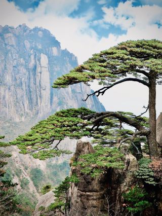 Argentina Chubut Lago Puelo Mossy Larch Forest Lakeshoreeasytravelpost